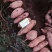 【精品】龙薯九号产地直供价格便宜规格齐全一条龙服务
