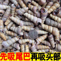 新鲜钉螺鲜活海螺丝贝类海鲜海锥长尾螺去头去尾海鲜批发