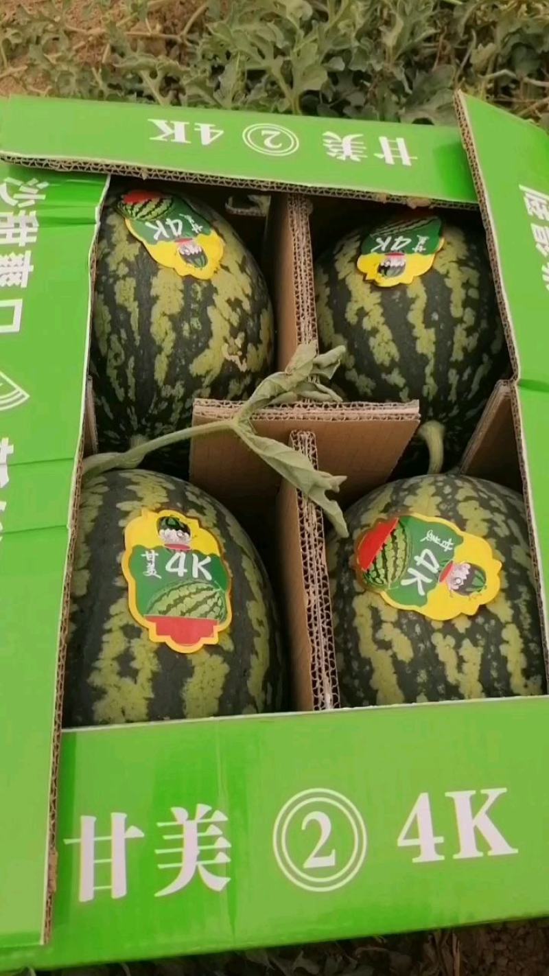 【好货】陕西甘美4k西瓜大量上市货源充足欢迎咨询