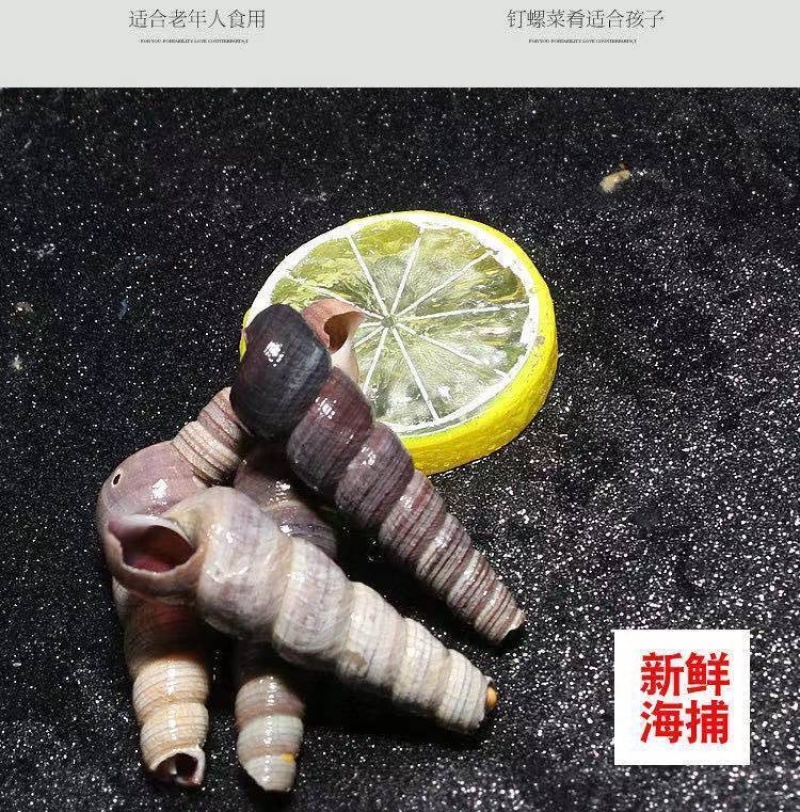 新鲜钉螺鲜活海螺丝贝类海鲜海锥长尾螺去头去尾海鲜批发