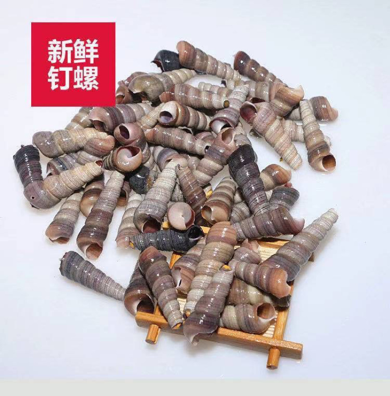 新鲜钉螺鲜活海螺丝贝类海鲜海锥长尾螺去头去尾海鲜批发