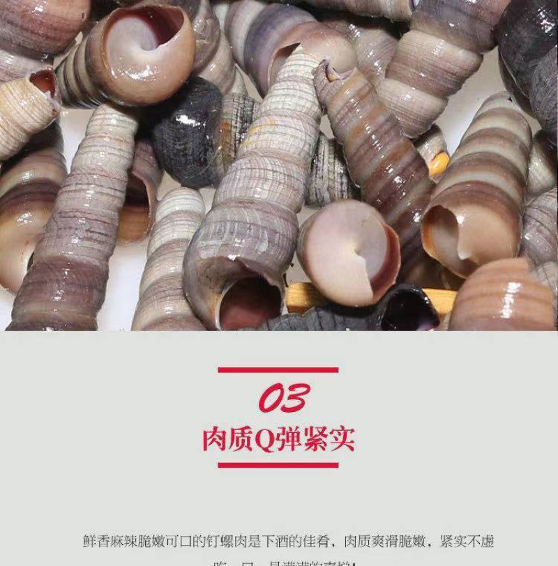 新鲜钉螺鲜活海螺丝贝类海鲜海锥长尾螺去头去尾海鲜批发