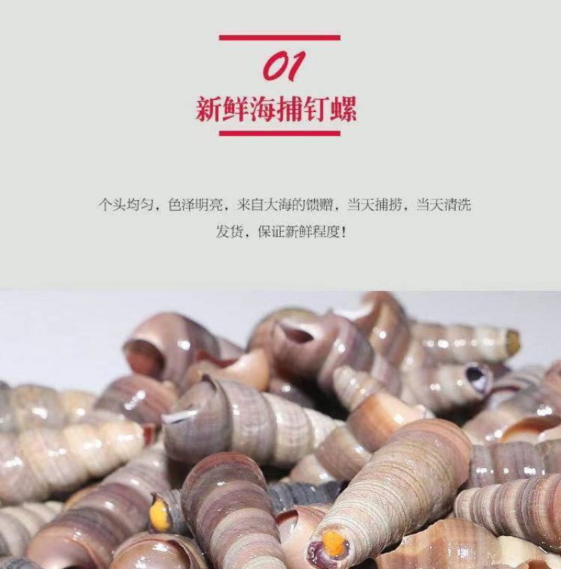 新鲜钉螺鲜活海螺丝贝类海鲜海锥长尾螺去头去尾海鲜批发