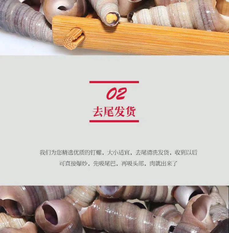 新鲜钉螺鲜活海螺丝贝类海鲜海锥长尾螺去头去尾海鲜批发