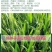 小麦种子国审济麦22号矮杆大穗，产量高，亩产2000