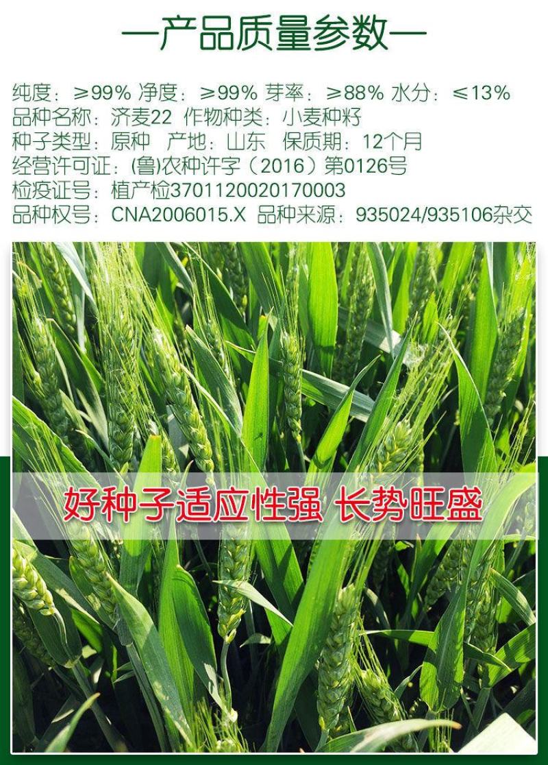 小麦种子国审济麦22号矮杆大穗，产量高，亩产2000