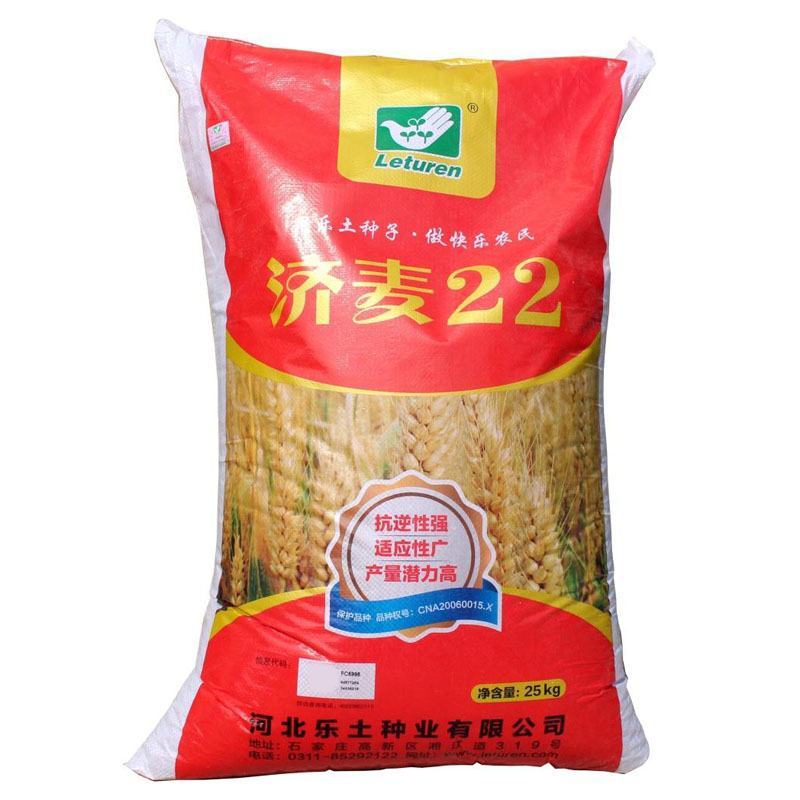 小麦种子国审济麦22号矮杆大穗，产量高，亩产2000