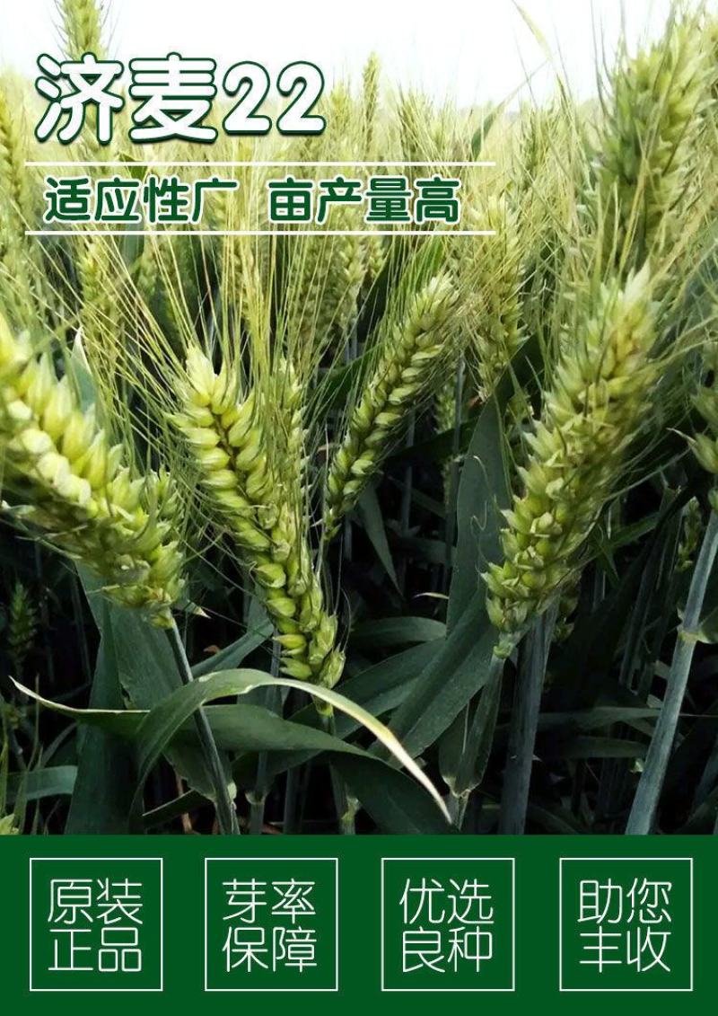 小麦种子国审济麦22号矮杆大穗，产量高，亩产2000