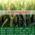 小麦种子国审济麦22号矮杆大穗，产量高，亩产2000