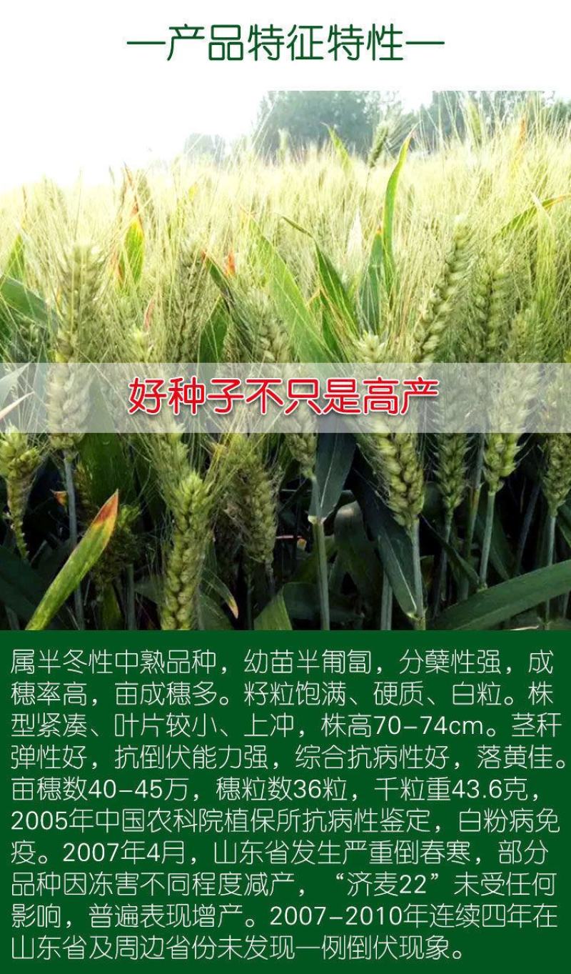 小麦种子国审济麦22号矮杆大穗，产量高，亩产2000