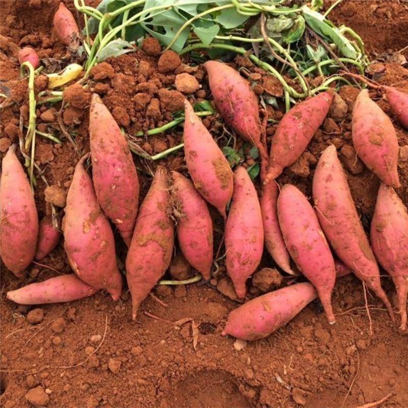 《基地精选》西瓜红蜜薯大量供应，供应商超、电商、市场