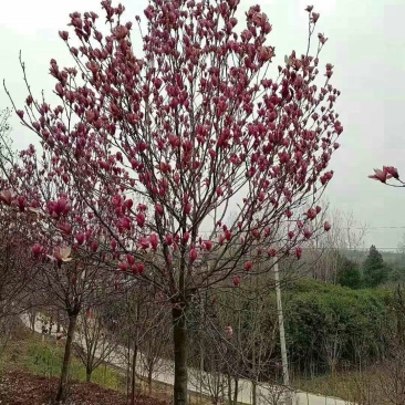 玉兰，红玉兰，白玉兰，黄玉兰，紫玉兰