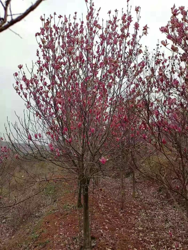 玉兰，红玉兰，白玉兰，黄玉兰，紫玉兰