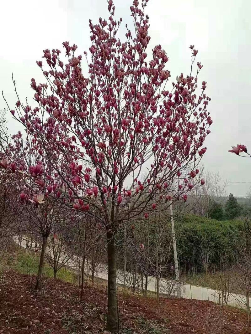玉兰，红玉兰，白玉兰，黄玉兰，紫玉兰