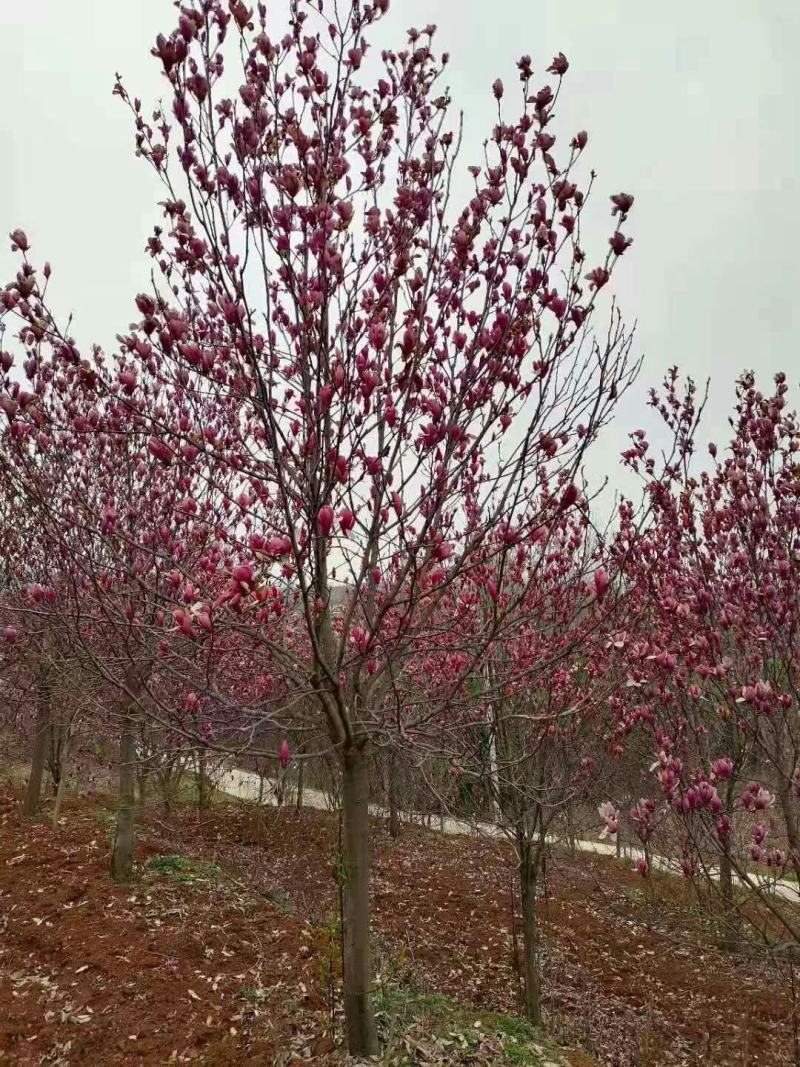 玉兰，红玉兰，白玉兰，黄玉兰，紫玉兰