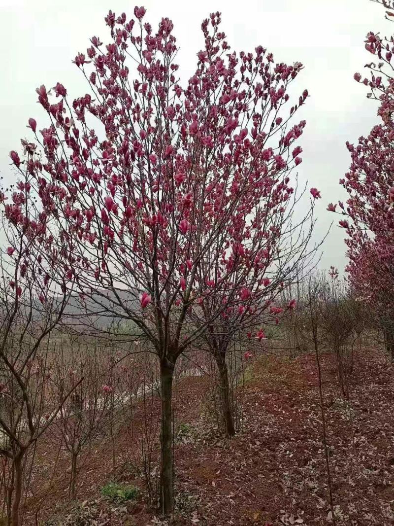 玉兰，红玉兰，白玉兰，黄玉兰，紫玉兰