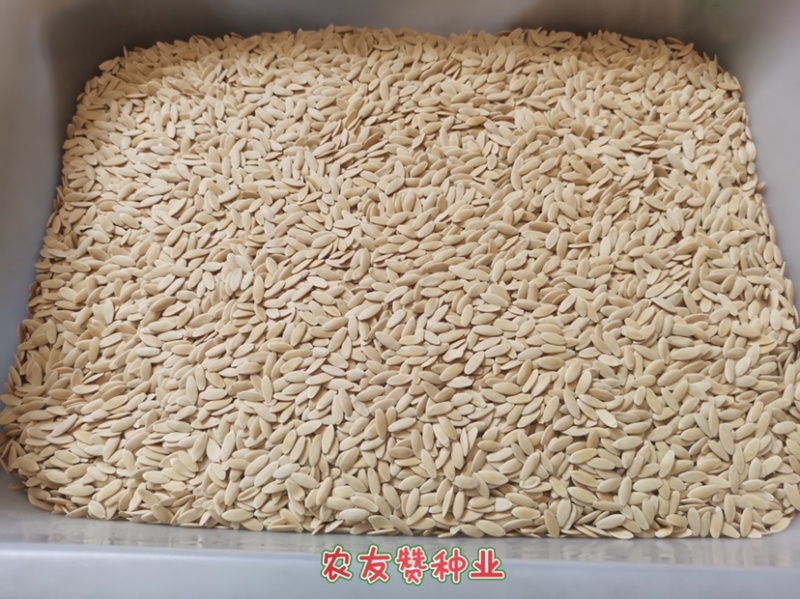 深绿色水果黄瓜种子，耐热高产块病清香脆甜好吃黄瓜品种