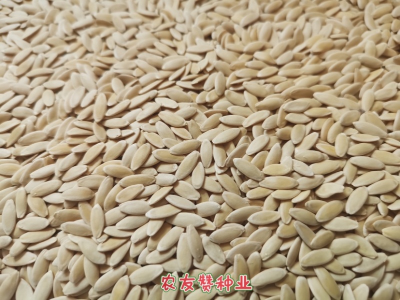 深绿色水果黄瓜种子，耐热高产块病清香脆甜好吃黄瓜品种