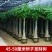 发财树各种各样大量批发零售一颗也是批发价
