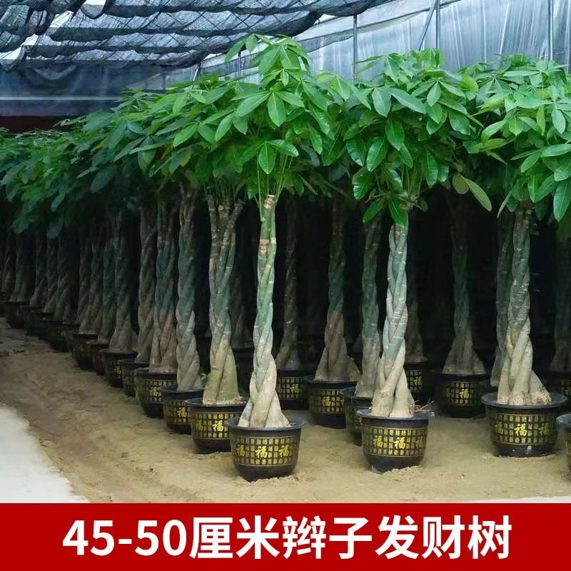 发财树各种各样大量批发零售一颗也是批发价