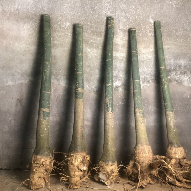 发财树各种各样大量批发零售一颗也是批发价