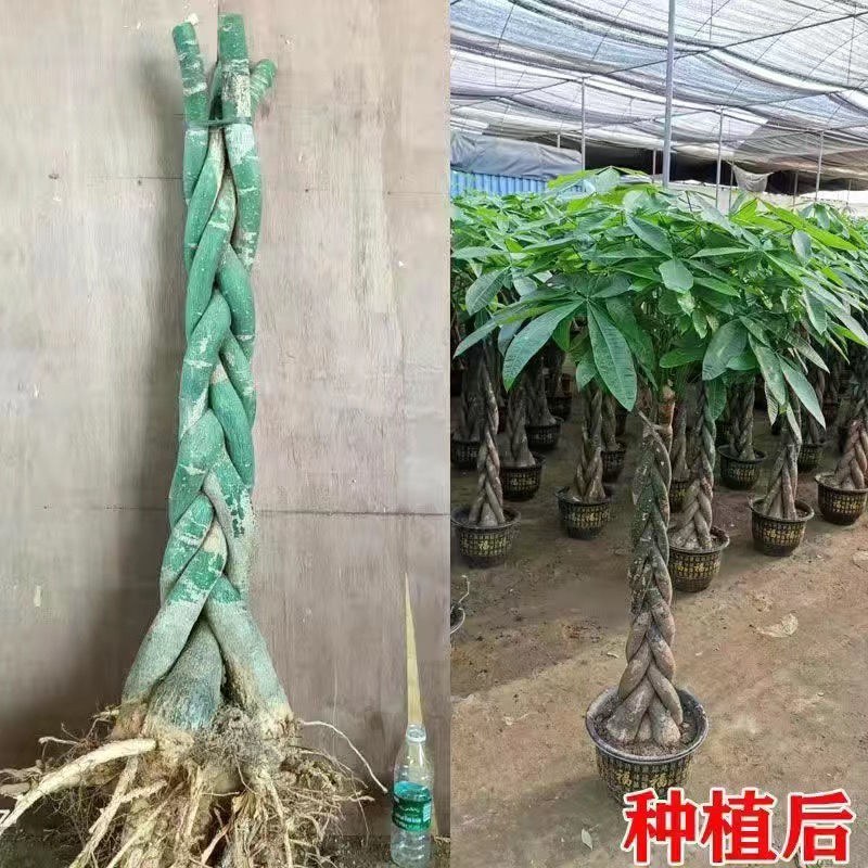 发财树各种各样大量批发零售一颗也是批发价