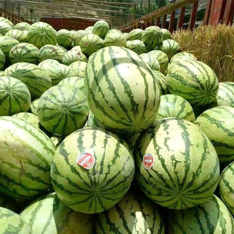 西瓜宁夏精品金城5基地直发耐运输毛皮靓丽