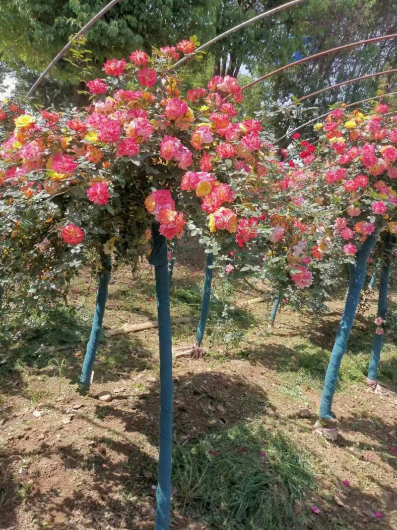 树桩月季，造型月季，月季杯苗