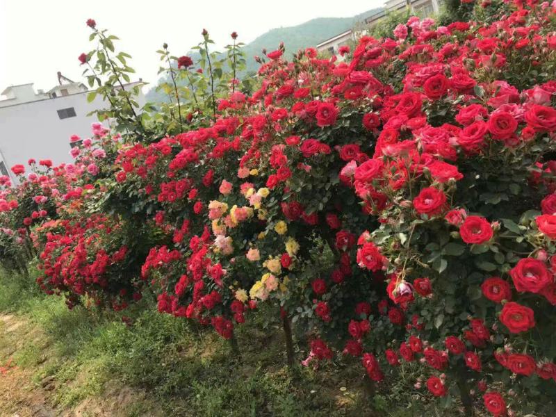树桩月季，造型月季，月季杯苗