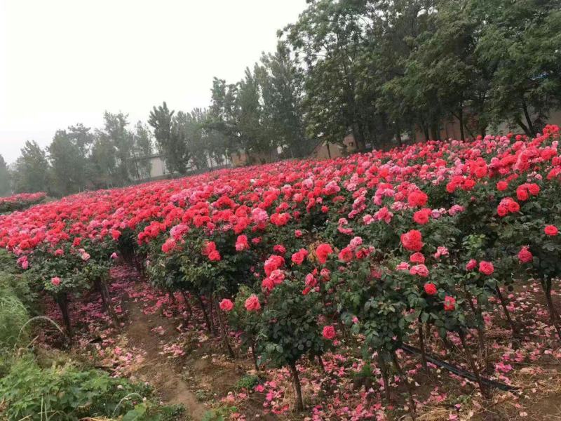 树桩月季，造型月季，月季杯苗