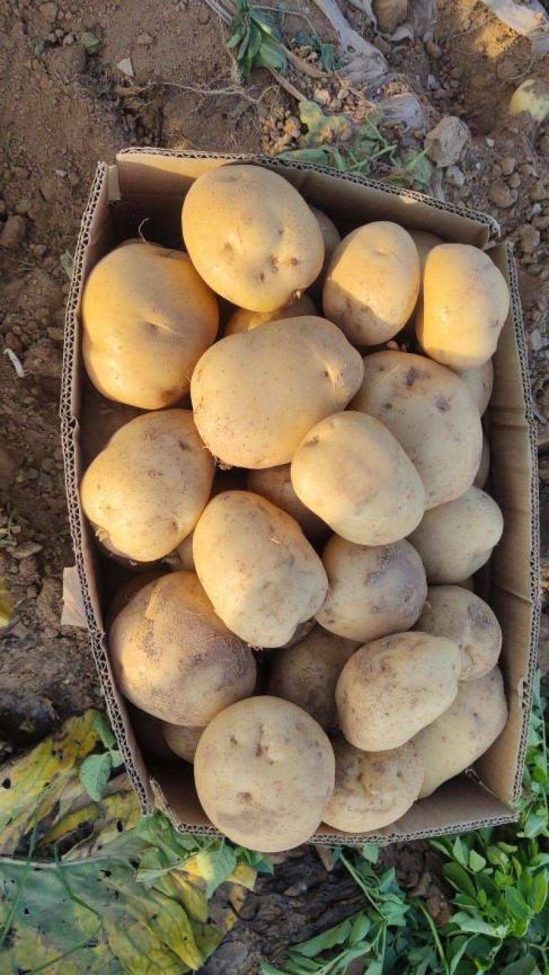 【优】河南开封荷兰十五土豆全国接单承接市场电商社区团购加工