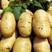 【优】河南开封荷兰十五土豆全国接单承接市场电商社区团购加工