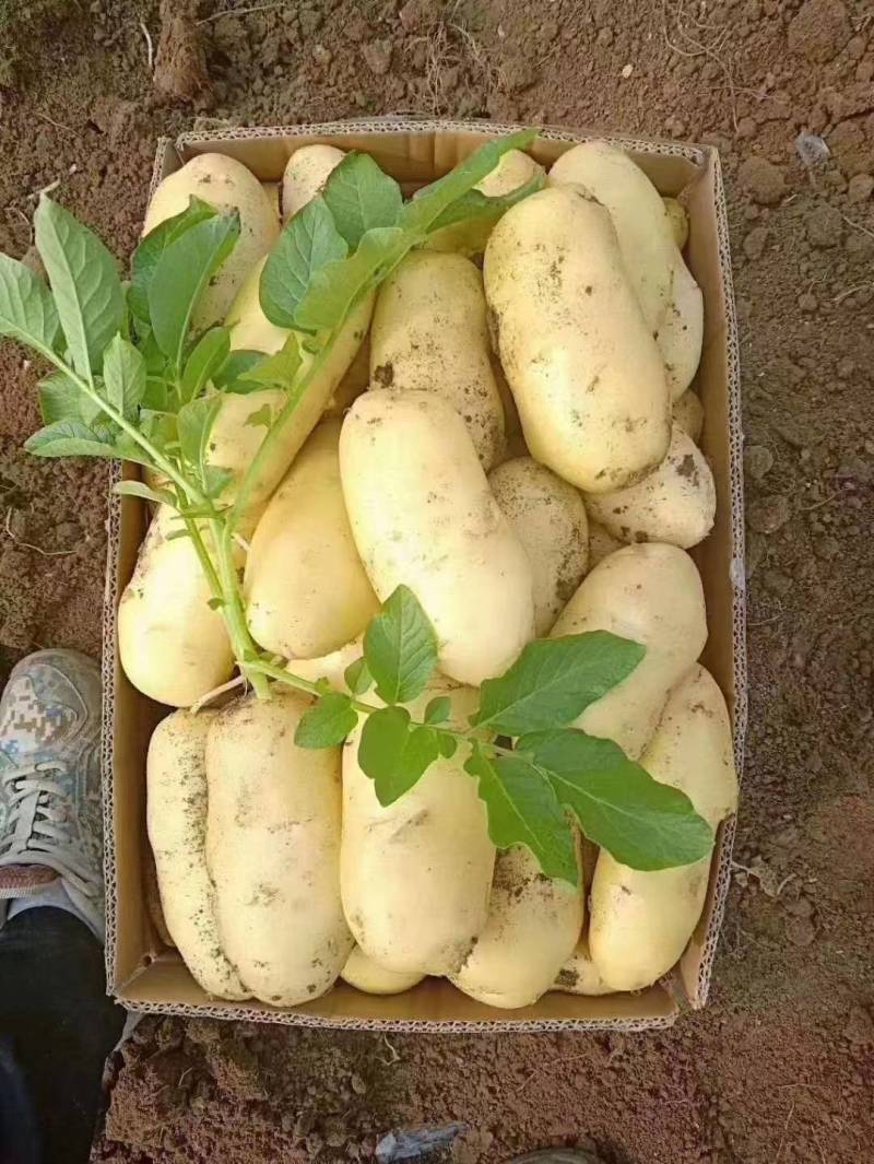 河南开封通许优质荷兰十五土豆沙地种植表皮干净无青头无黑点无伤