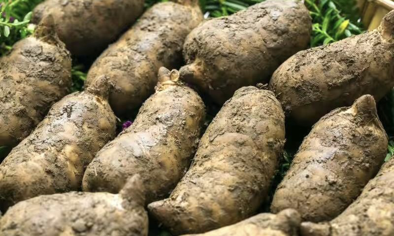 芝麻的本草记载