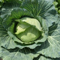 湖北恩施利川高山蔬菜