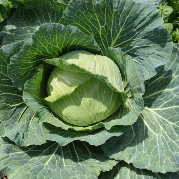湖北恩施利川高山蔬菜
