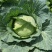 湖北恩施利川高山蔬菜