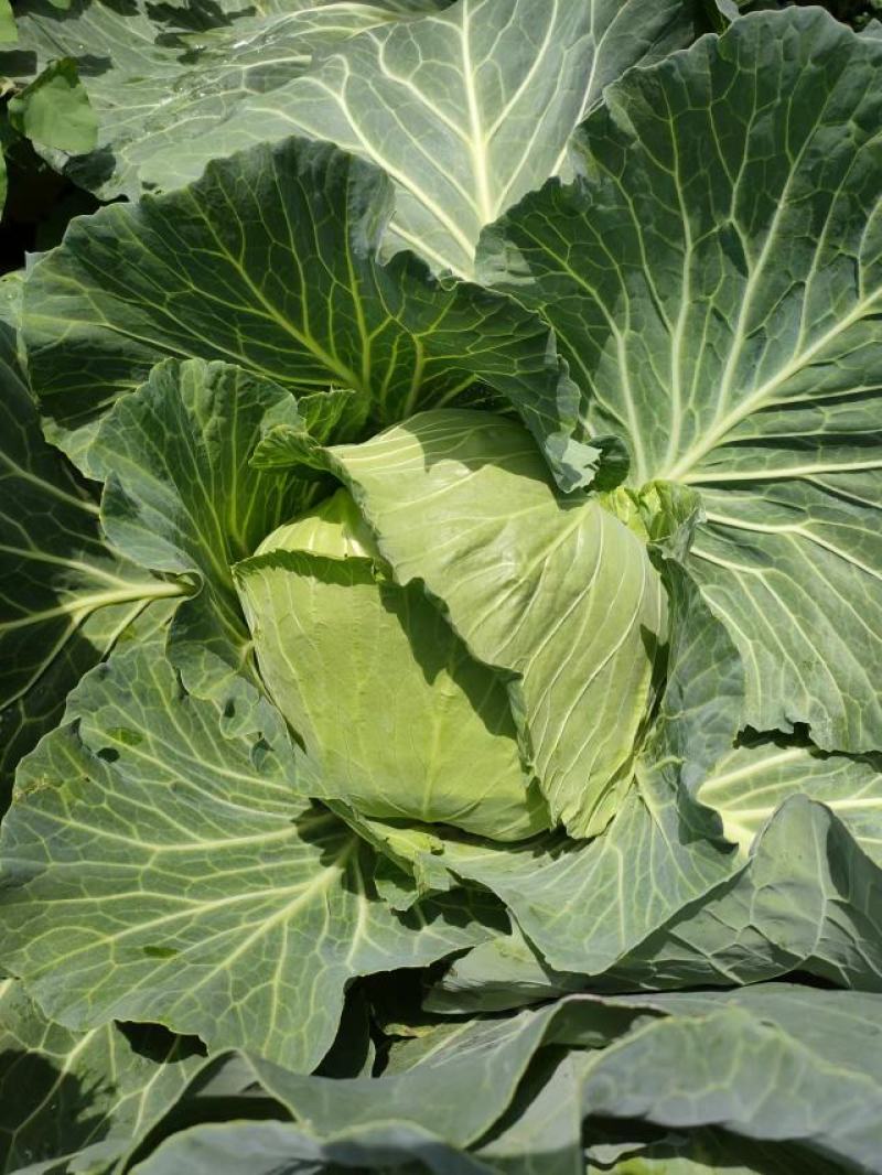 湖北恩施利川高山蔬菜