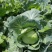 湖北恩施利川高山蔬菜
