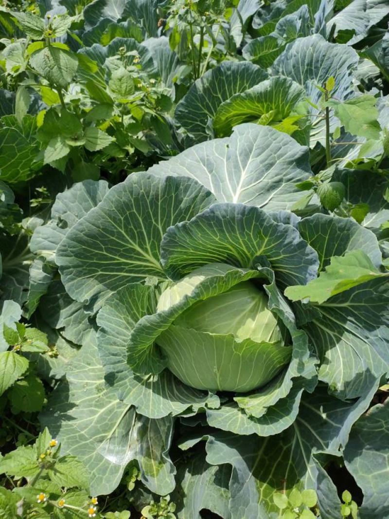 湖北恩施利川高山蔬菜