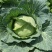 湖北恩施利川高山蔬菜