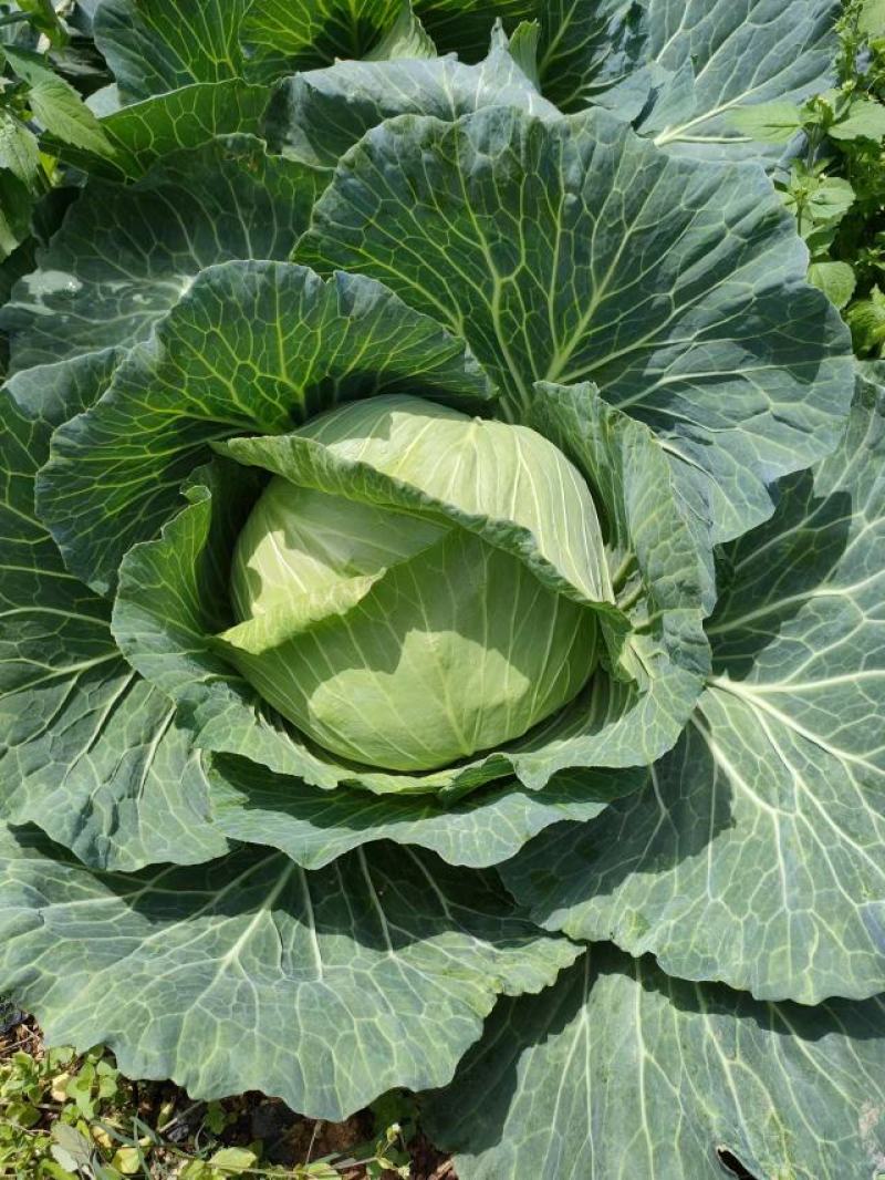 湖北恩施利川高山蔬菜