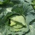 湖北恩施利川高山蔬菜
