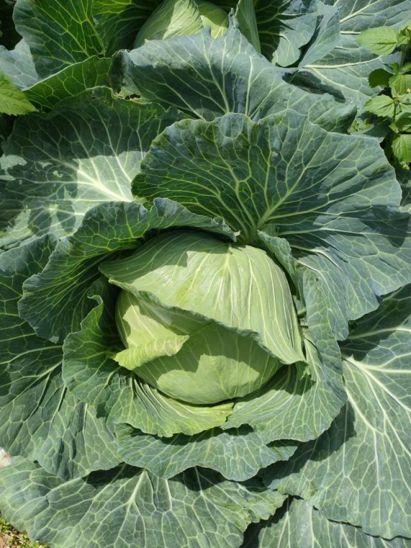 湖北恩施利川高山蔬菜