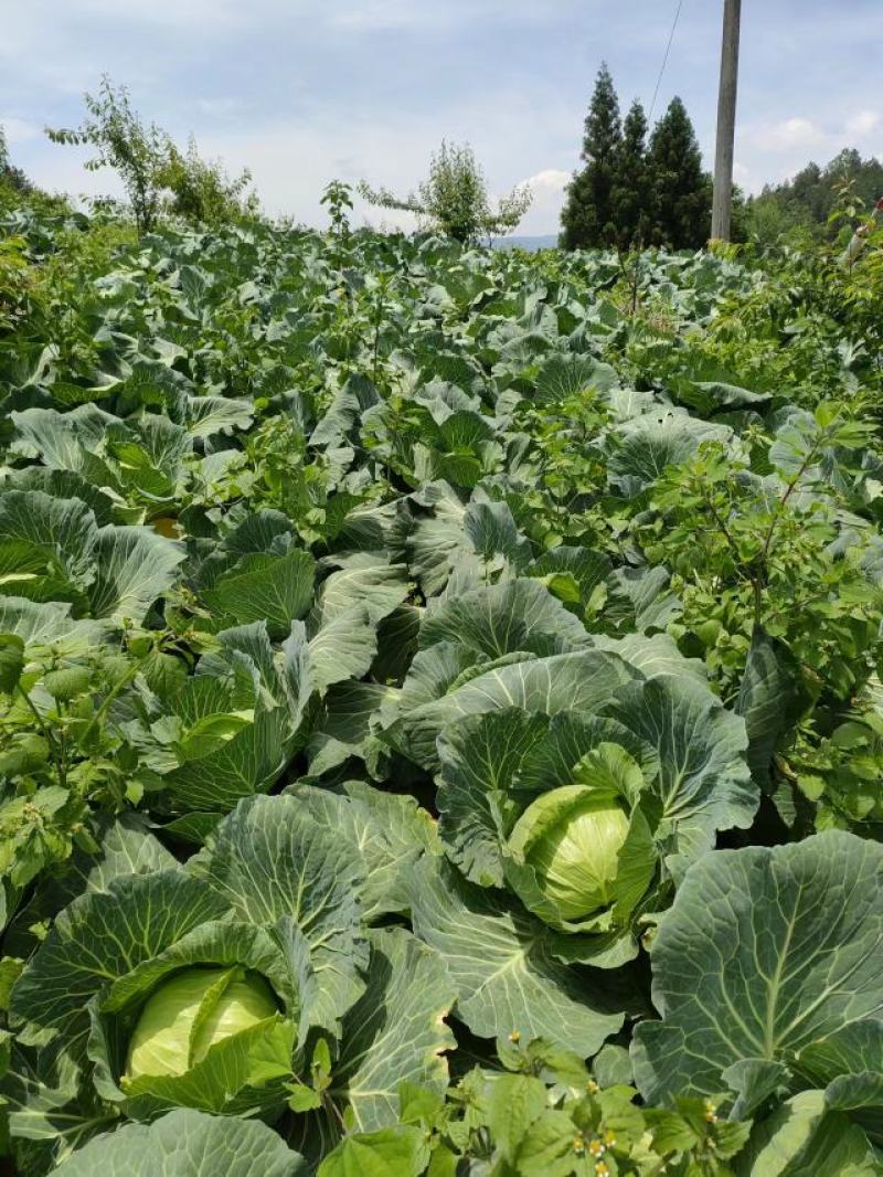 湖北恩施利川高山蔬菜