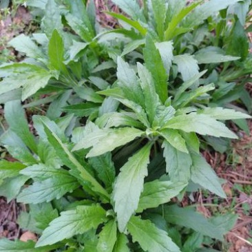 野生小飞蓬草