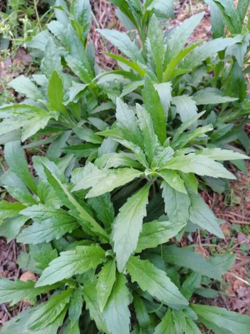 野生小飞蓬草