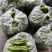 大青椒（新鲜大青椒薄皮现货供应）