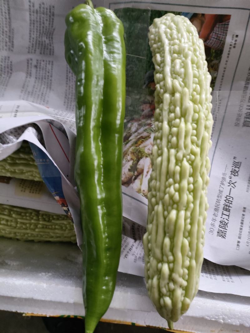 大青椒（新鲜大青椒薄皮现货供应）