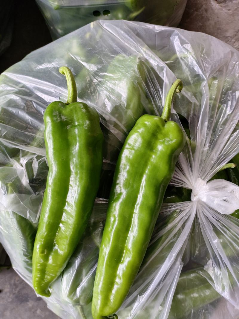 大青椒（新鲜大青椒薄皮现货供应）